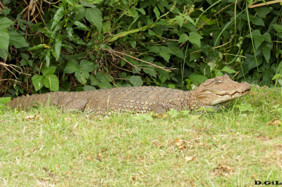 JACARÈ (Caiman latirostris)
